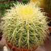 Echinocactus_grusonii_2